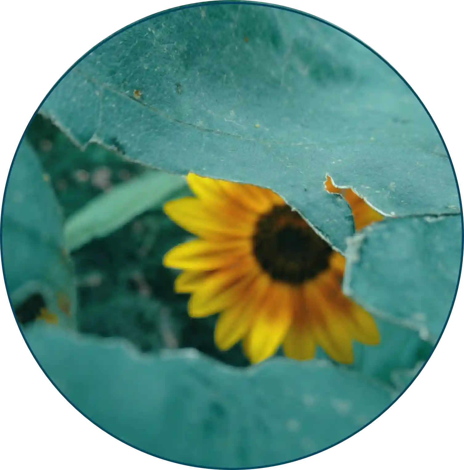 Egy levél mögé rejtett, korlátozottan látható napraforgó; a gyógyulásgátló elvárások és a lelki elakadások vizuális jelképe a Biológiai Válaszrendszer Mentorprogram „Nem neked való” szekciójában.