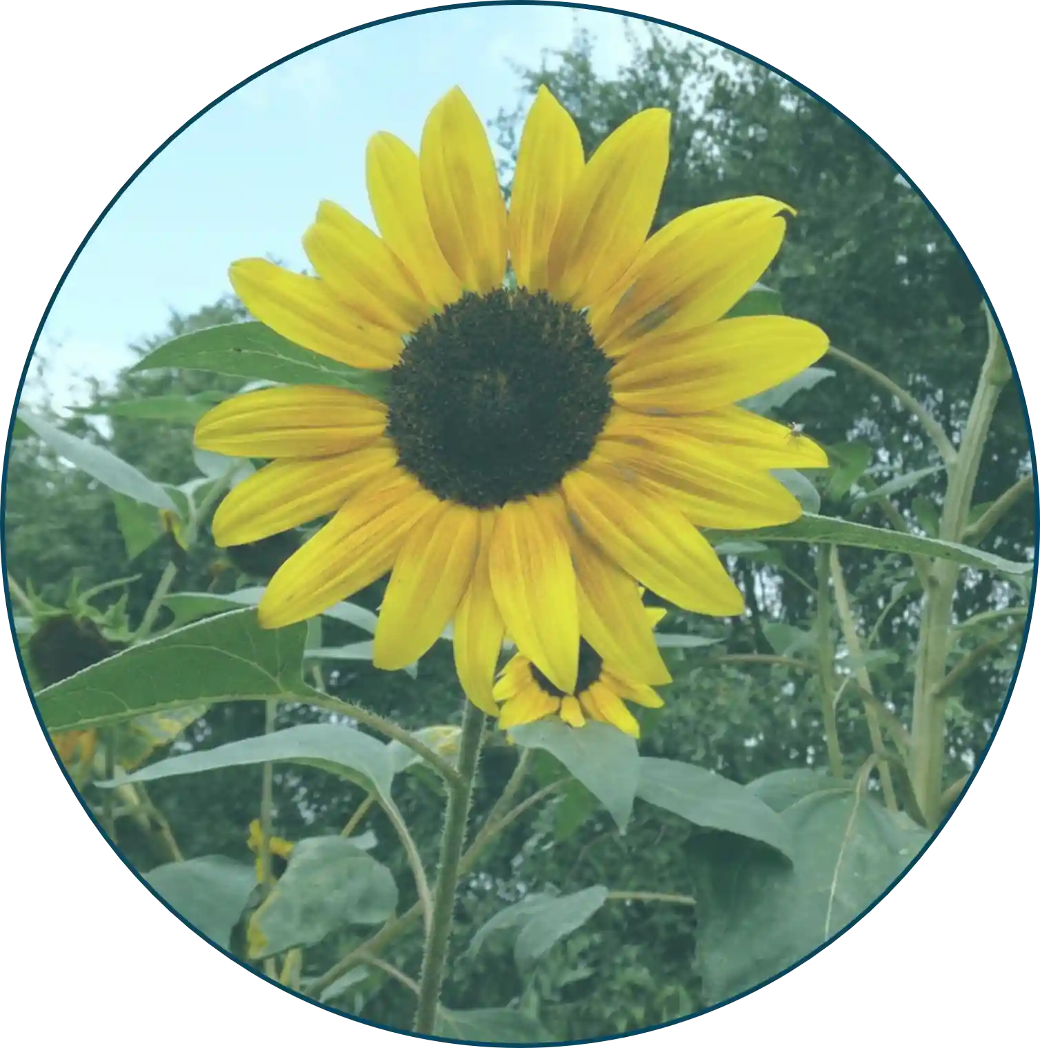 Teljes virágzásban lévő napraforgó türkiz keretben; a belső erő és az önazonos életút szimbóluma a Biológiai Válaszrendszer Mentorprogram „Neked való” szekciójában.